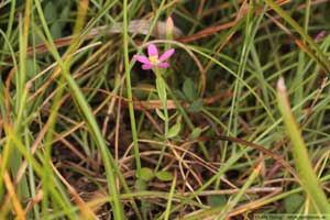 Dvärgarun, Centaurium pulchellum