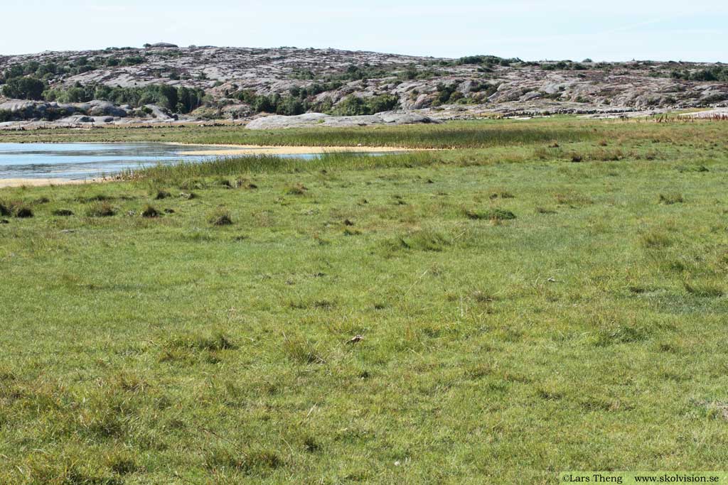 Dvärgarun, Centaurium pulchellum