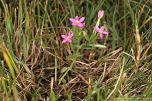 Dvärgarun, Centaurium pulchellum