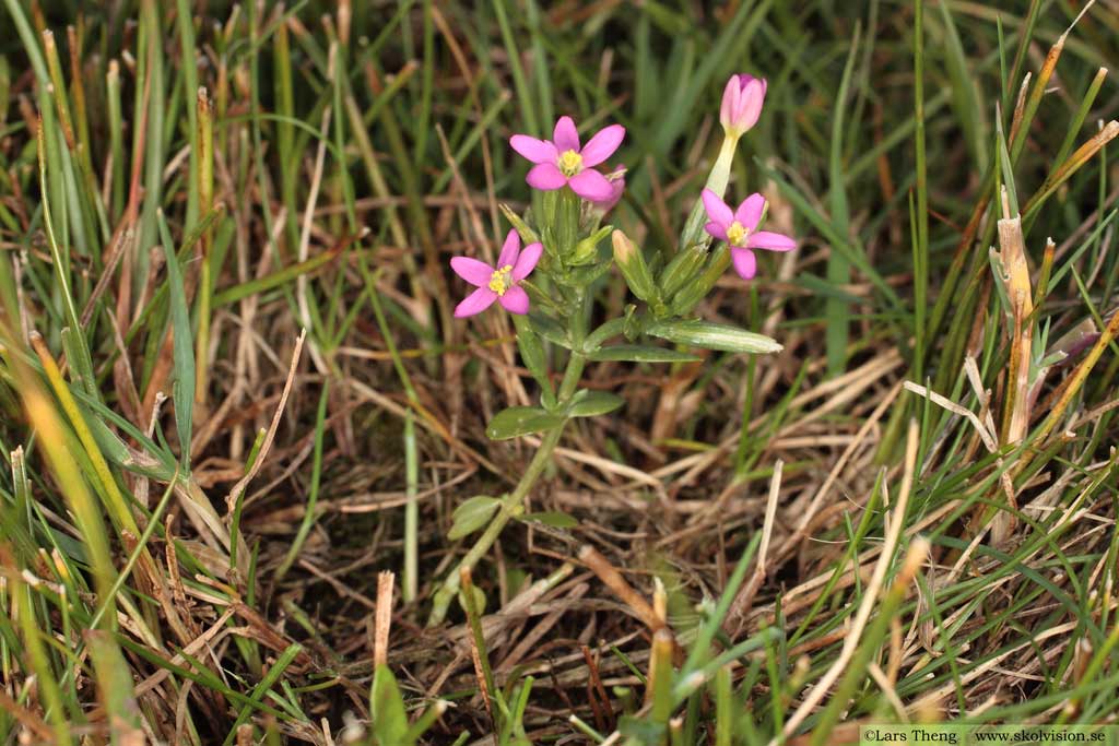 Dvärgarun, Centaurium pulchellum