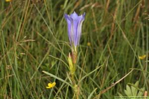 Klockgentiana, Gentiana pneumonanthe 