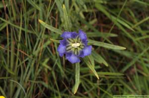 Klockgentiana, Gentiana pneumonanthe 