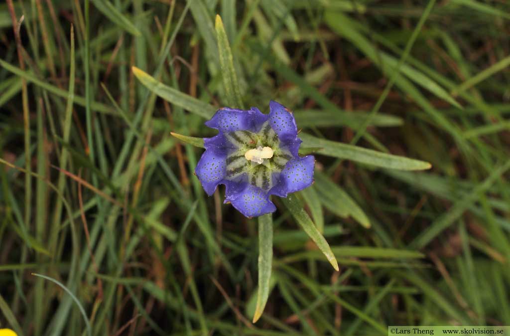 Klockgentiana, Gentiana pneumonanthe 