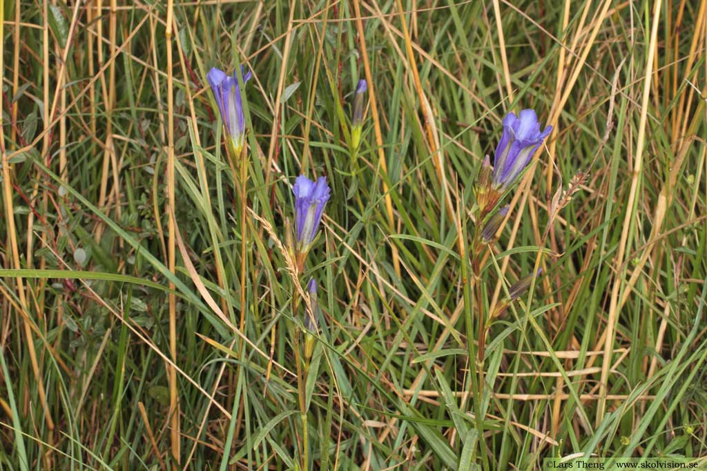 Klockgentiana, Gentiana pneumonanthe 