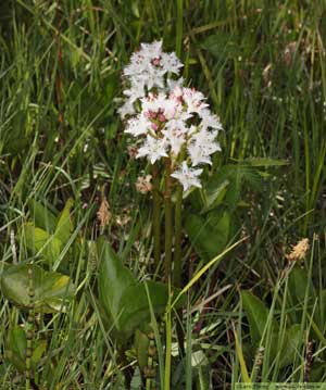 Vattenklöver, Menyanthes trifoliata