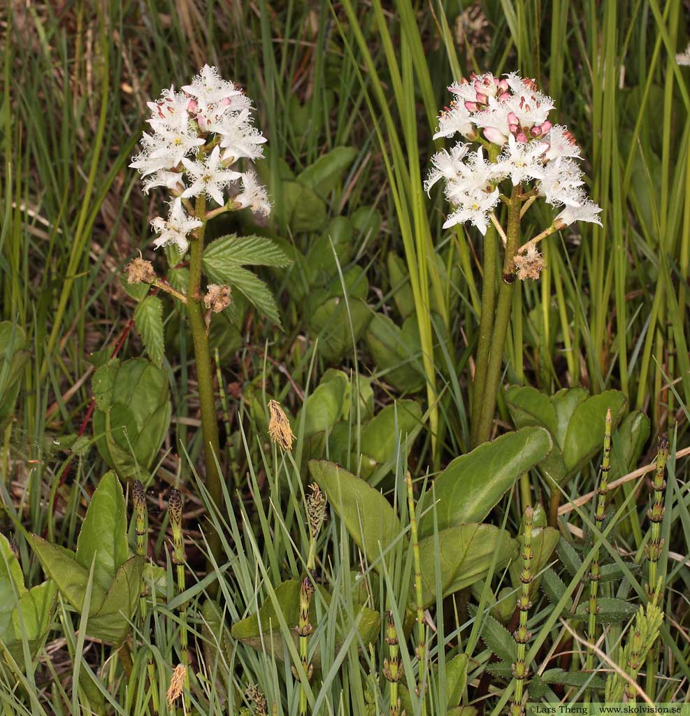 Vattenklöver, Menyanthes trifoliata