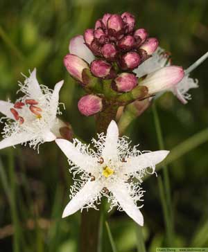 Vattenklöver, Menyanthes trifoliata