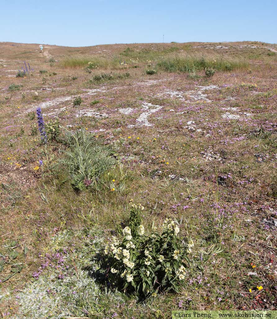Tulkört, Vincetoxicum hirundinaria
