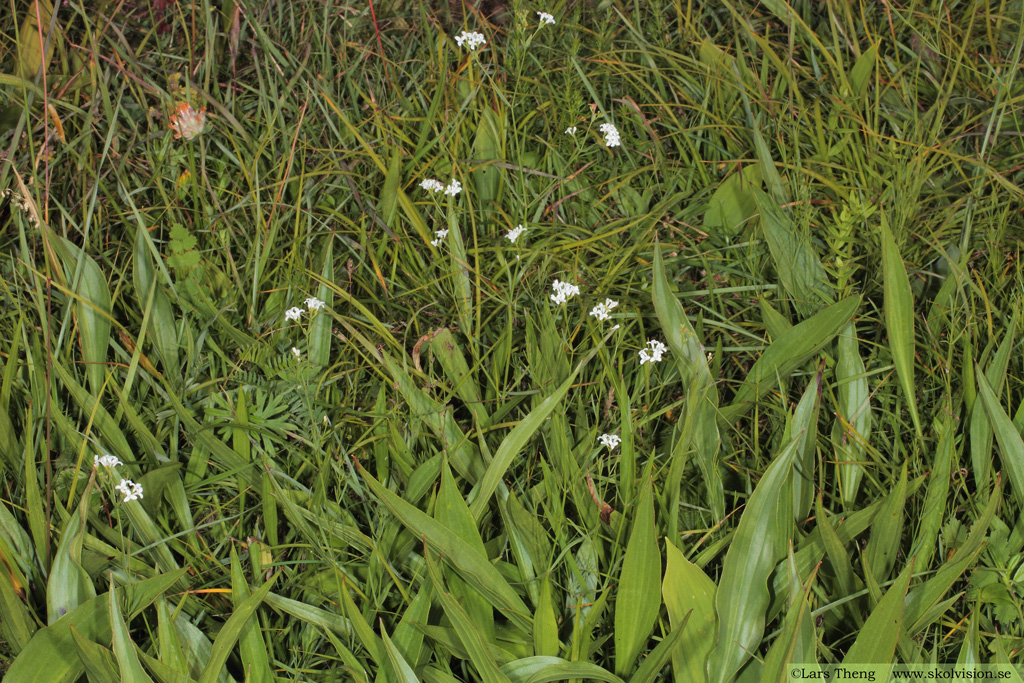 Färgmåra, Asperula tinctoria