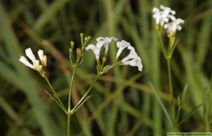 Färgmåra, Asperula tinctoria