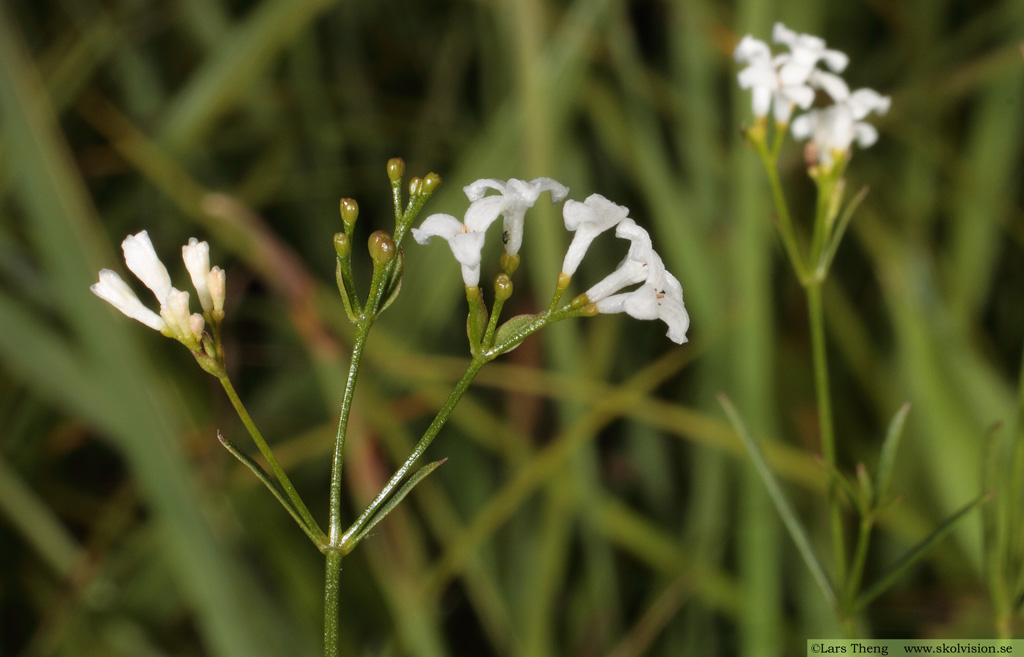 Färgmåra, Asperula tinctoria