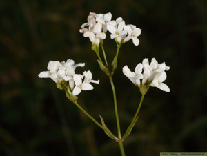 Färgmåra, Asperula tinctoria