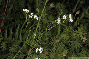 Färgmåra, Asperula tinctoria