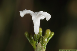 Färgmåra, Asperula tinctoria