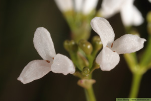 Färgmåra, Asperula tinctoria