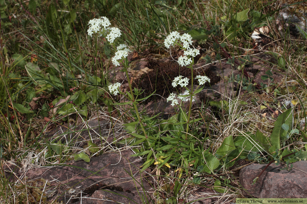 Vanlig gulmåra, Galium verum subsp. verum