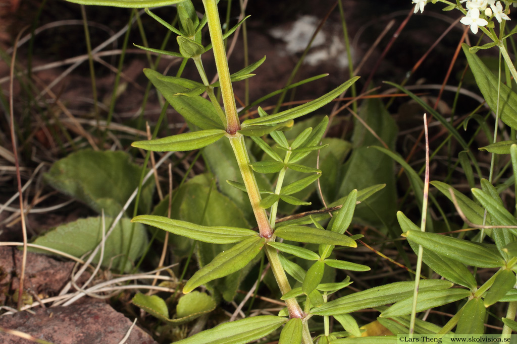 Vanlig gulmåra, Galium verum subsp. verum