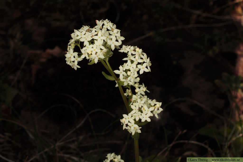 Vanlig gulmåra, Galium verum subsp. verum