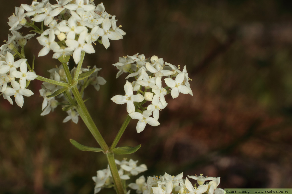 Vanlig gulmåra, Galium verum subsp. verum