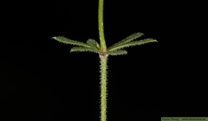 Västgötamåra, Galium suecicum varietet vestrogothicum