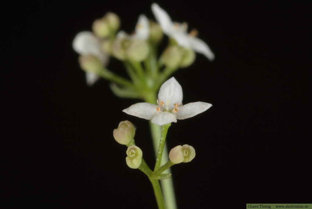 Västgötamåra, Galium suecicum varietet vestrogothicum