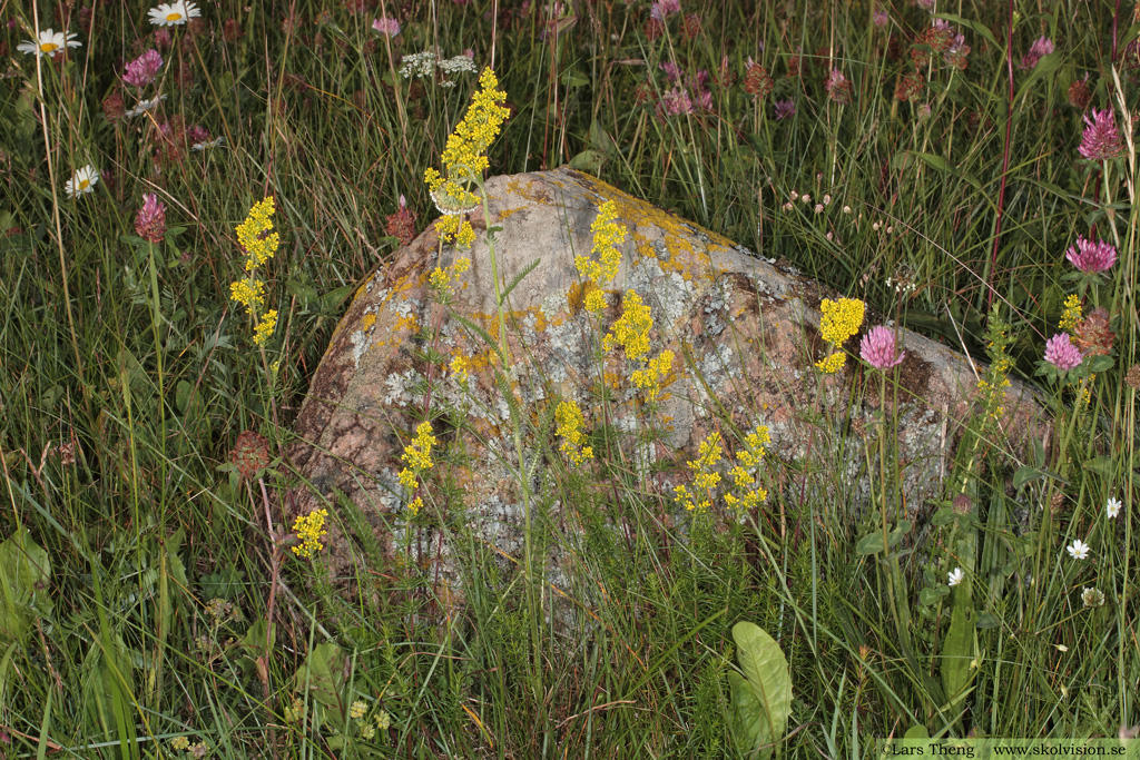 Vanlig gulmåra, Galium verum subsp. verum