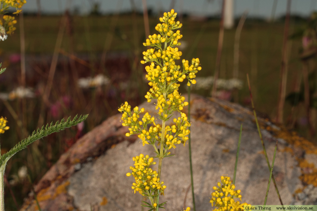 Vanlig gulmåra, Galium verum subsp. verum