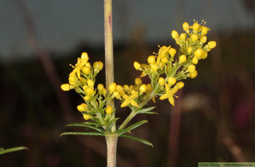 Vanlig gulmåra, Galium verum subsp. verum