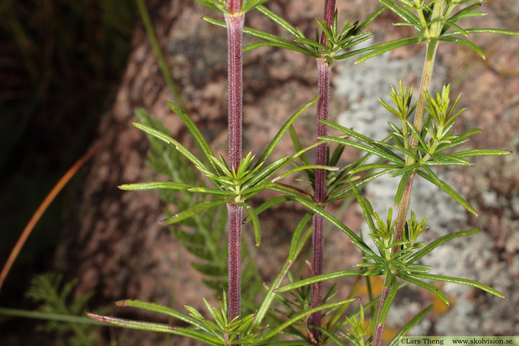 Vanlig gulmåra, Galium verum subsp. verum