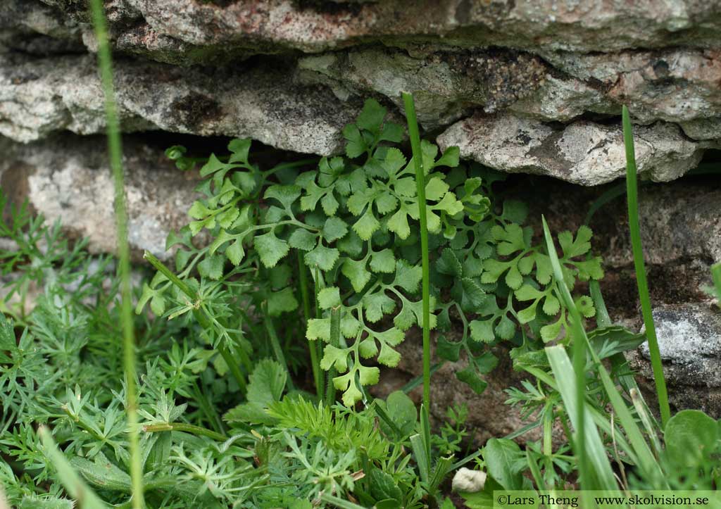 Murruta, Asplenium ruta-muraria