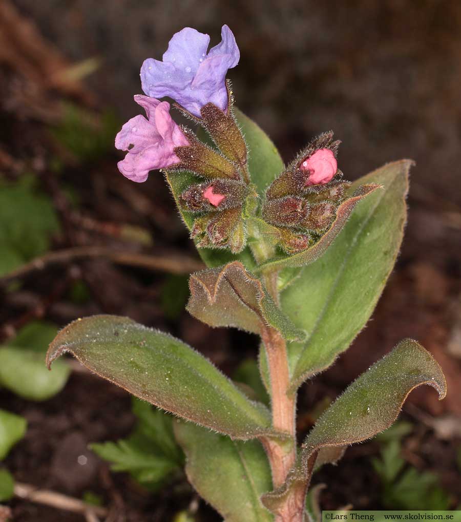 Lungört, Pulmonaria obscura