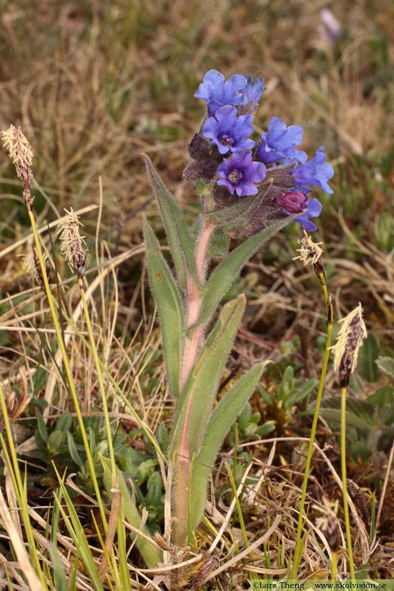 Smalbladig lungört, Pulmonaria angustifolia