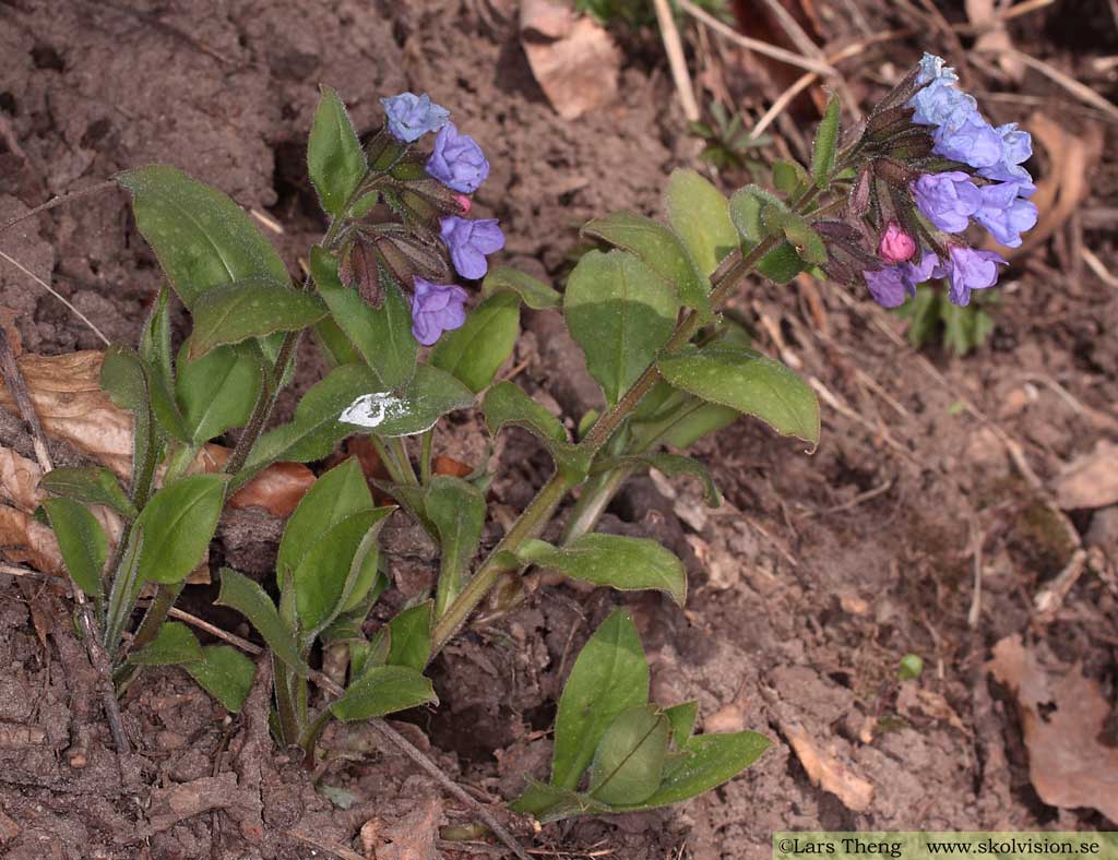 Lungört, Pulmonaria obscura