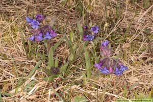 Smalbladig lungört, Pulmonaria angustifolia