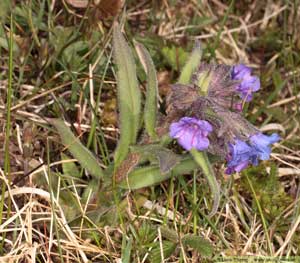 Smalbladig lungört, Pulmonaria angustifolia