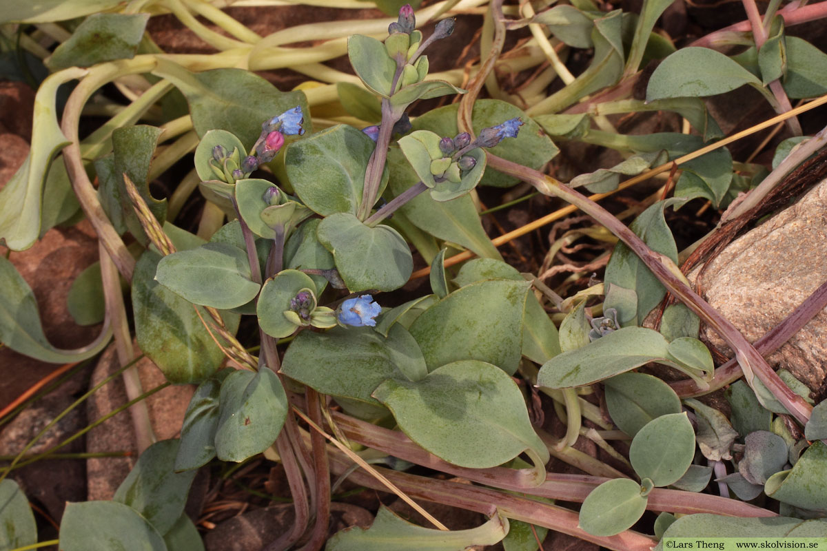 Ostronört, Mertensia maritima