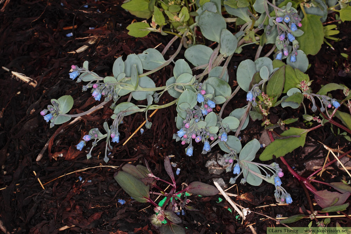 Ostronört, Mertensia maritima