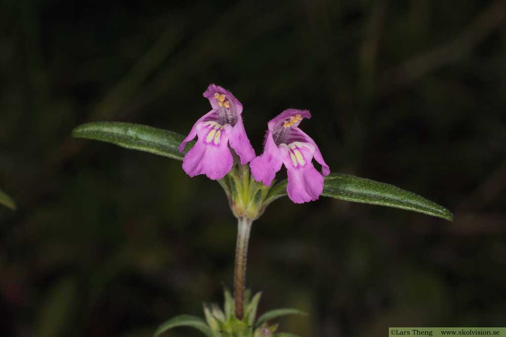 Kalkdån, Galeopsis angustifolia