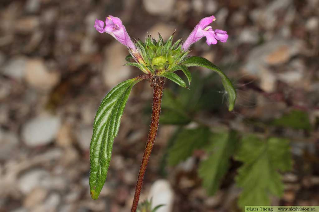 Kalkdån, Galeopsis angustifolia
