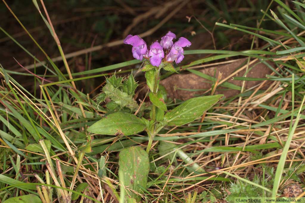 Brunört, Prunella vulgaris