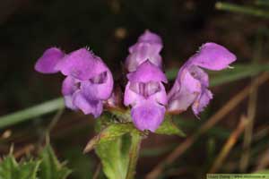 Praktbrunört, Prunella grandiflora