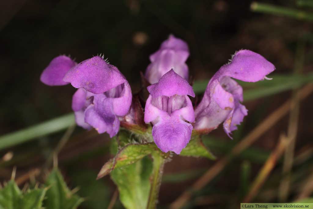 Brunört, Prunella vulgaris