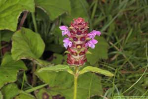 Brunört, Prunella vulgaris