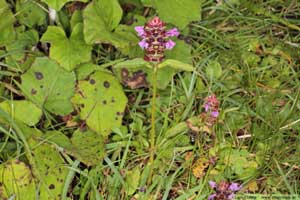 Brunört, Prunella vulgaris