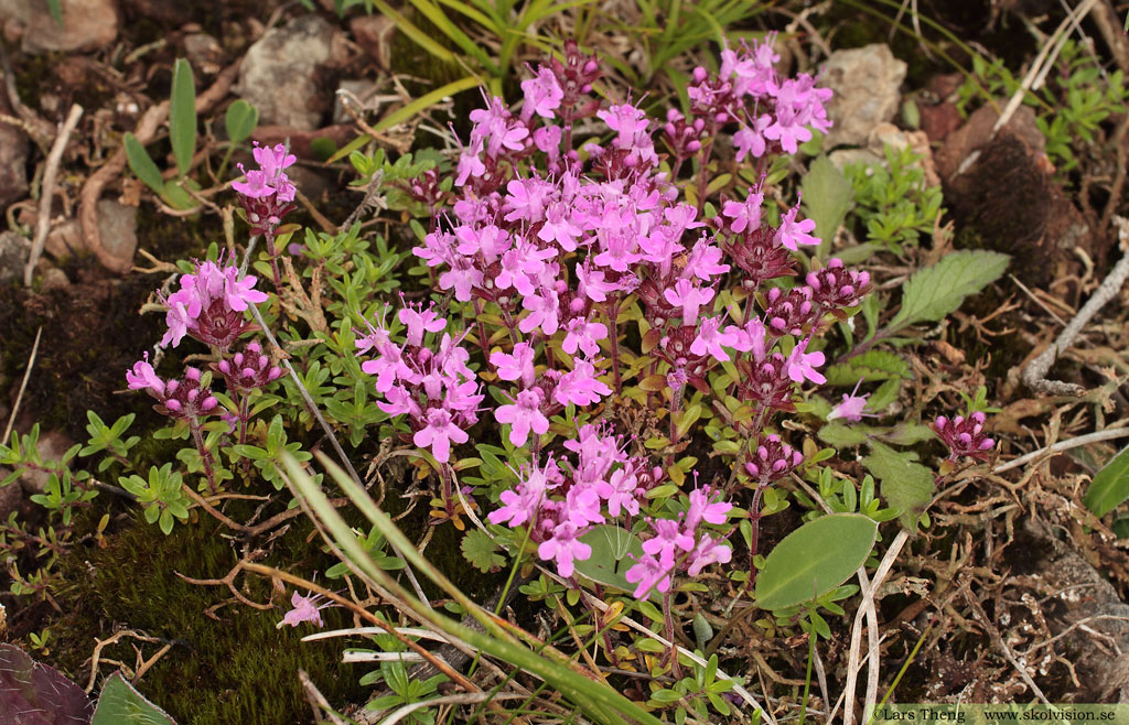 Backtimjan, Thymus serpyllum