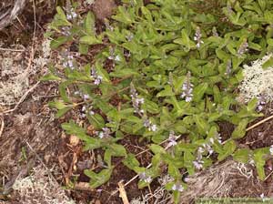 Ärenpris, Veronica officinalis 