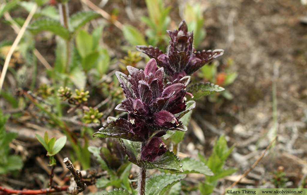 Svarthö, Bartsia alpina