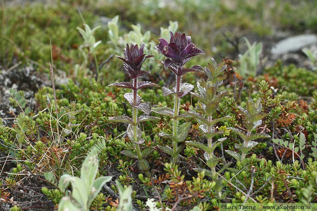 Svarthö, Bartsia alpina