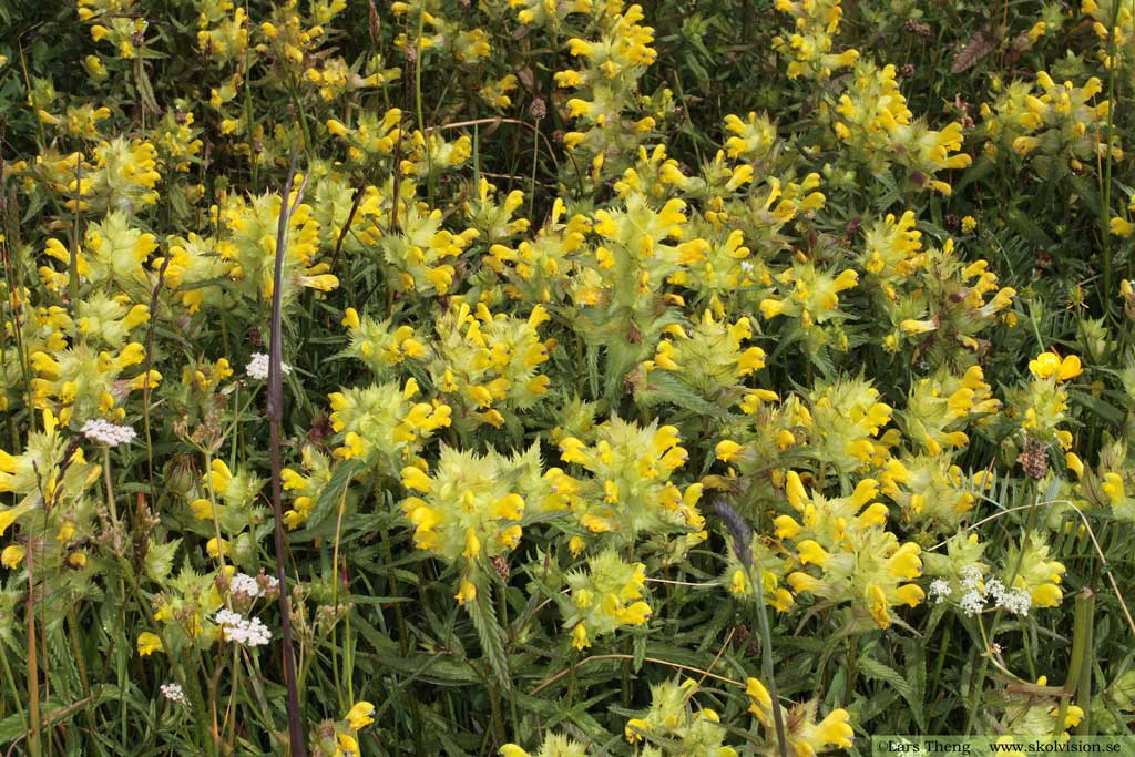 Höskallra, Rhinanthus serotinus 