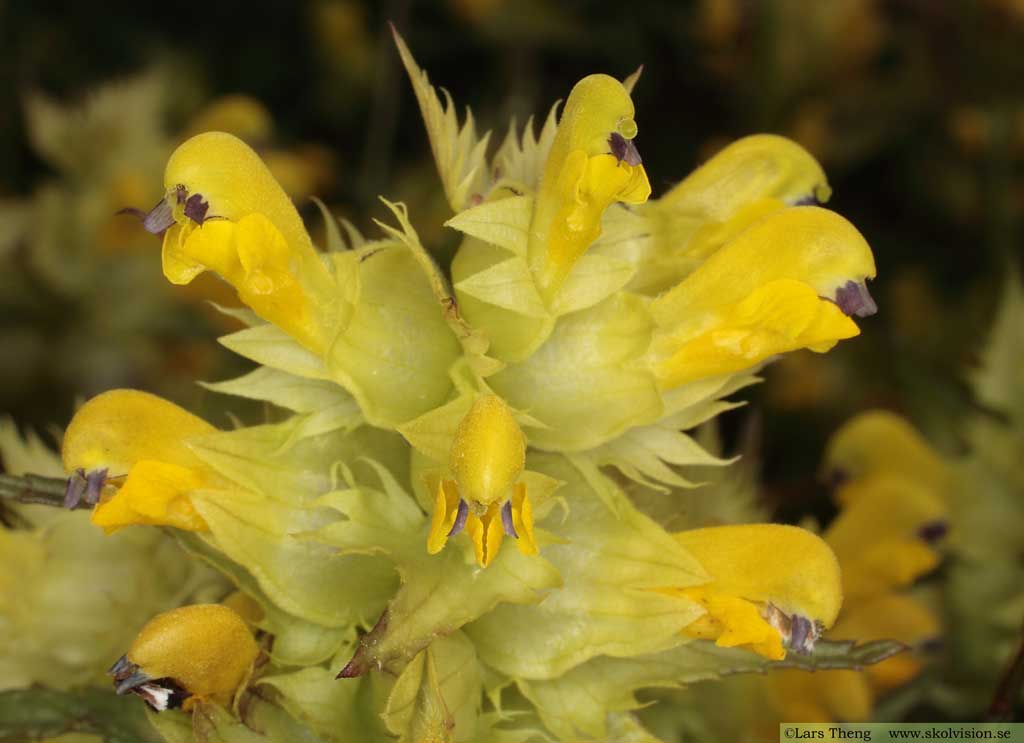 Höskallra, Rhinanthus serotinus 